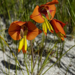 Gladiolus alatus